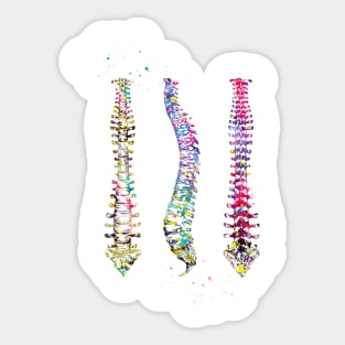 Human Spine Sticker